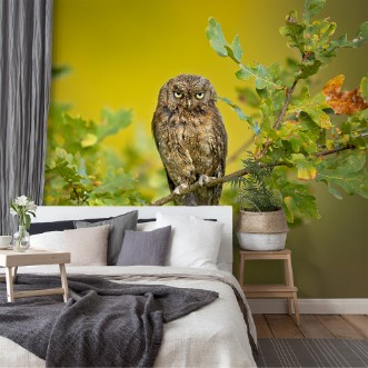 Picture of Eurasian Scops Owl