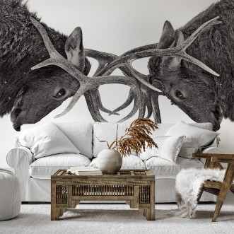 Picture of Eye to Eye - Elk fight