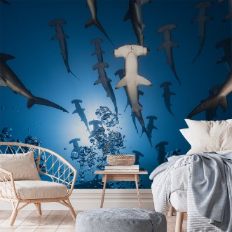 Picture of Hammerhead Shark