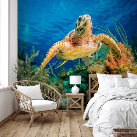 Picture of Hawksbill turtle swimming through carribean reef