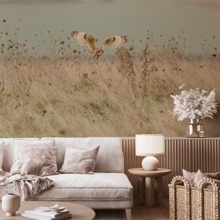 Image de Hunting Short Eared Owl