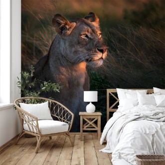 Afbeeldingen van Leeuwin in de ochtend