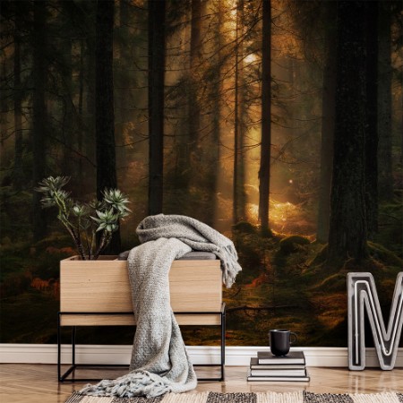 Bild von La luce nella foresta