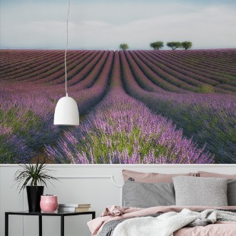 Picture of Velours de Lavender