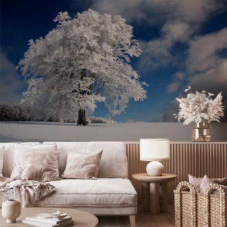 Image de White Windbuche in Black Forest