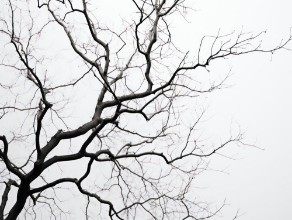 Attēls Tree Top