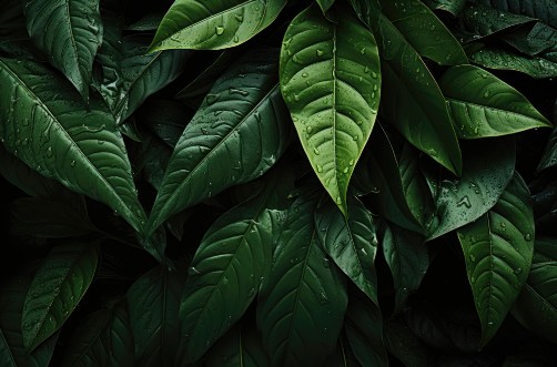 Image de Feuilles de jungle tropicale