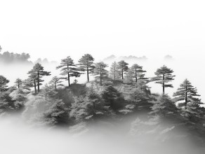 Afbeeldingen van Foggy Trees