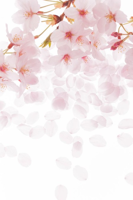 Petals photowallpaper Scandiwall