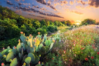 Slika Cactus and Wildflowers at Sunset