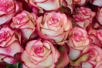 Image de Heap of Roses