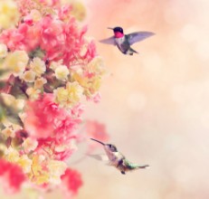 Kép Hummingbirds and Flowers