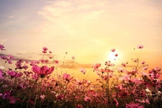 Afbeeldingen van Cosmos Flower Field with Sunset