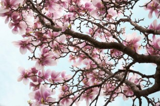 Bild von Magnolia Flowers