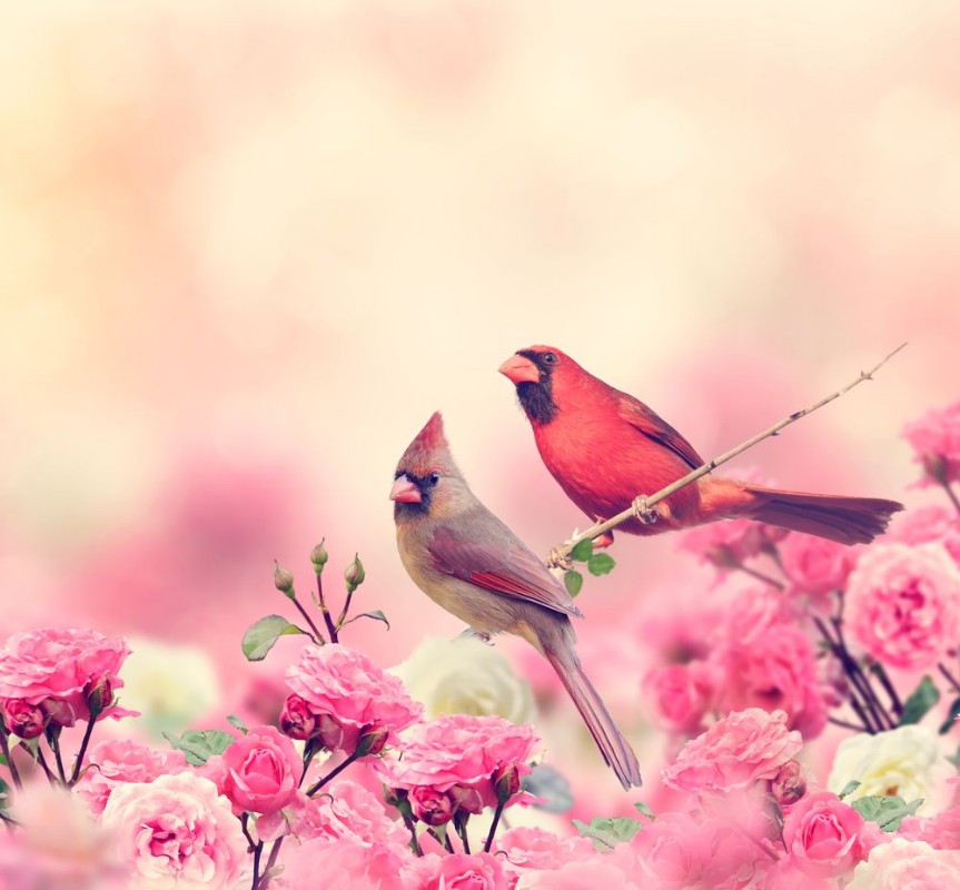 Picture of Northern Cardinals