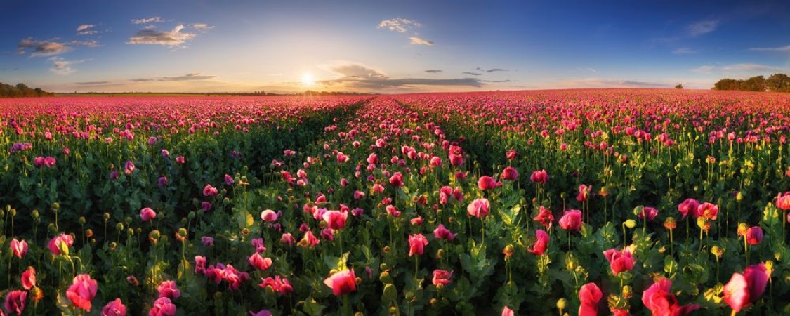Picture of Poppy Field