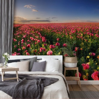 Picture of Poppy Field