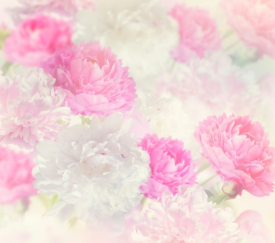 Image de Peony Flowers