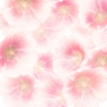 Kép Pink Hollyhock Flowers