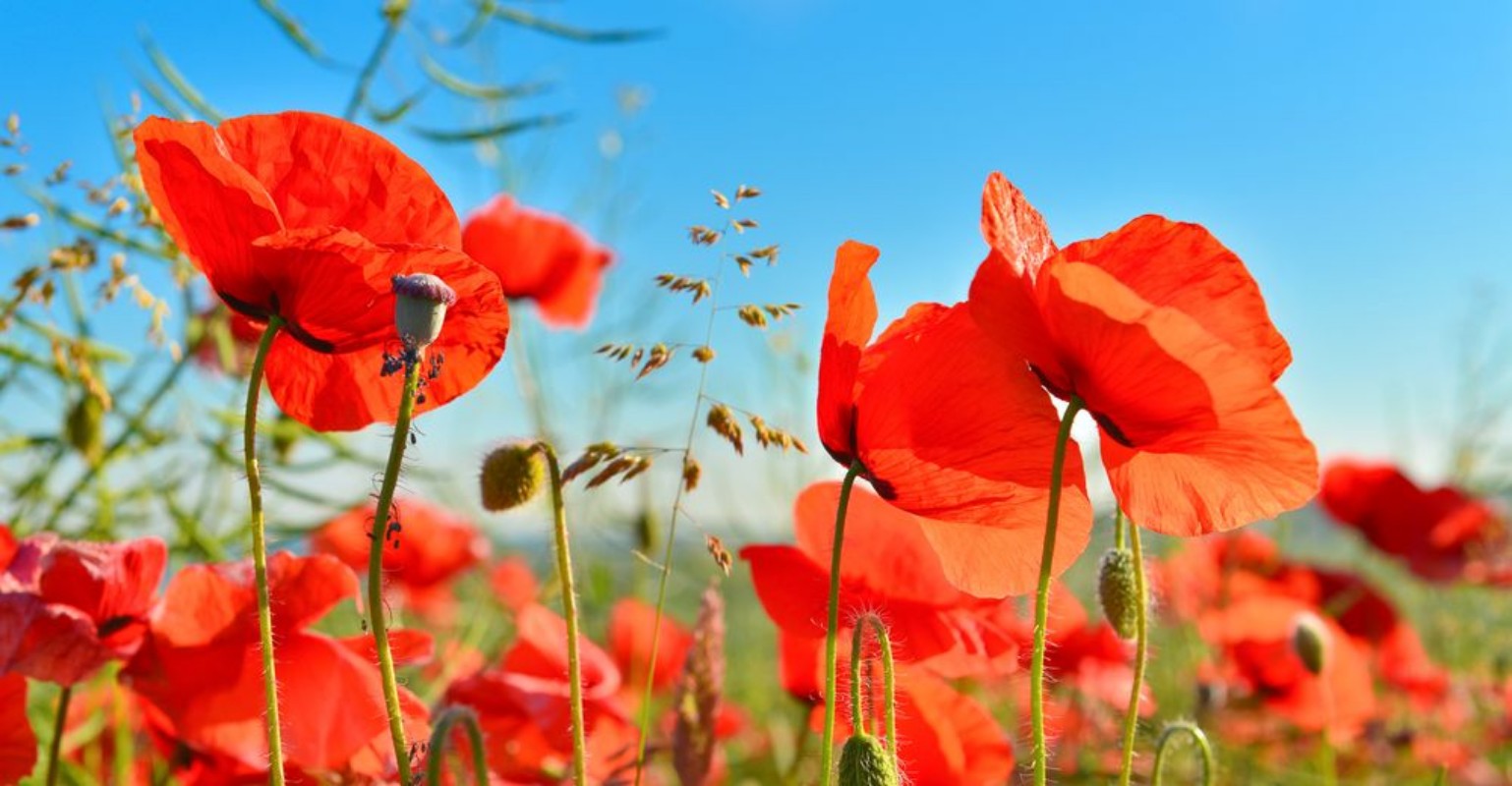 Afbeeldingen van Poppies