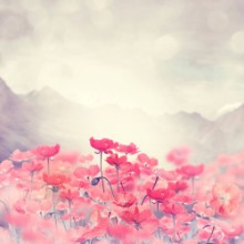 Poppy Flowers paveikslėlis