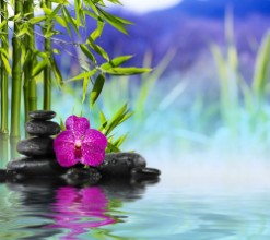 Picture of Orchid