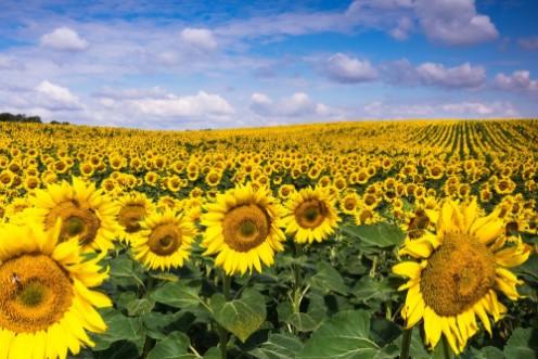 Picture of Sunflowers
