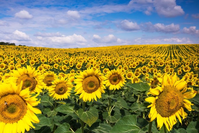 Picture of Sunflowers