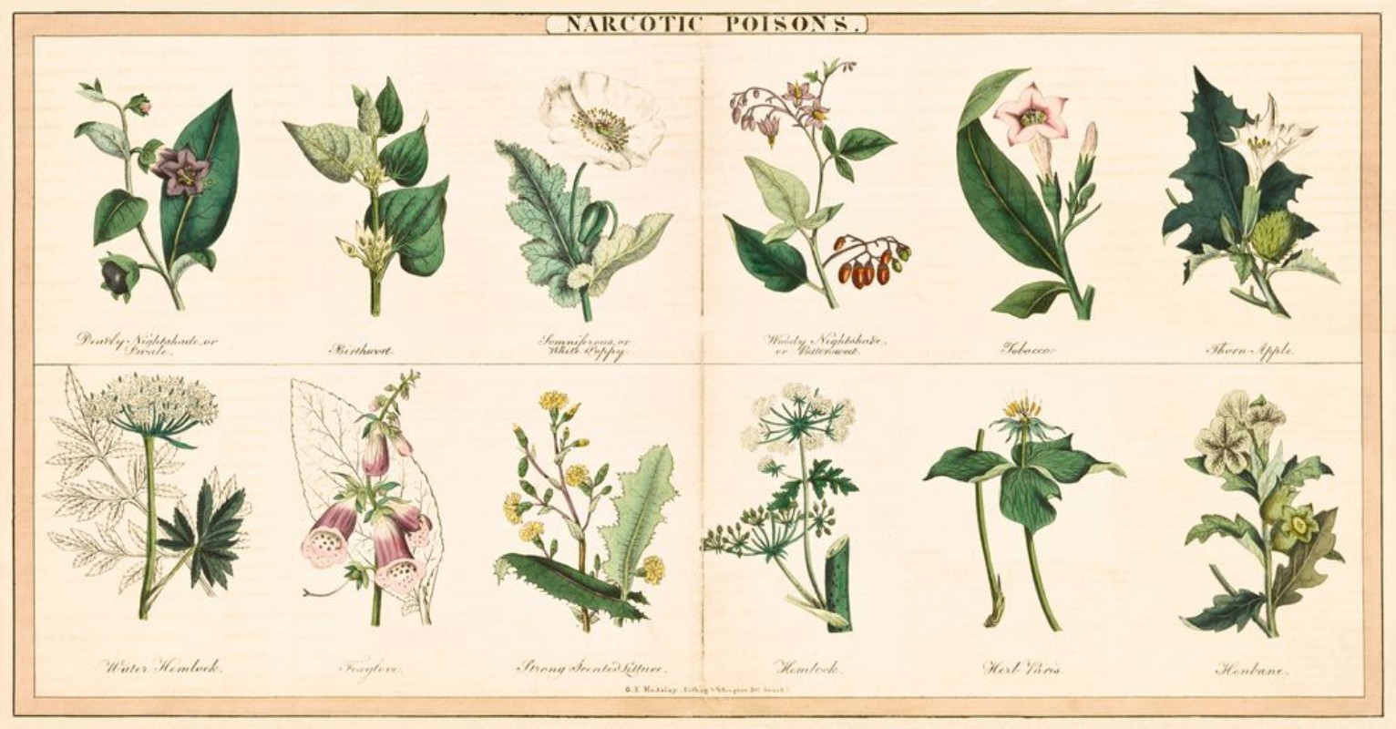 Image de Vintage style illustration of Poisonous Plants