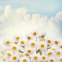 Bild von White Daisies