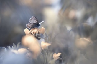 Снимка на Butterfly Closeup