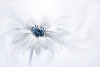 Picture of Blue Pistil