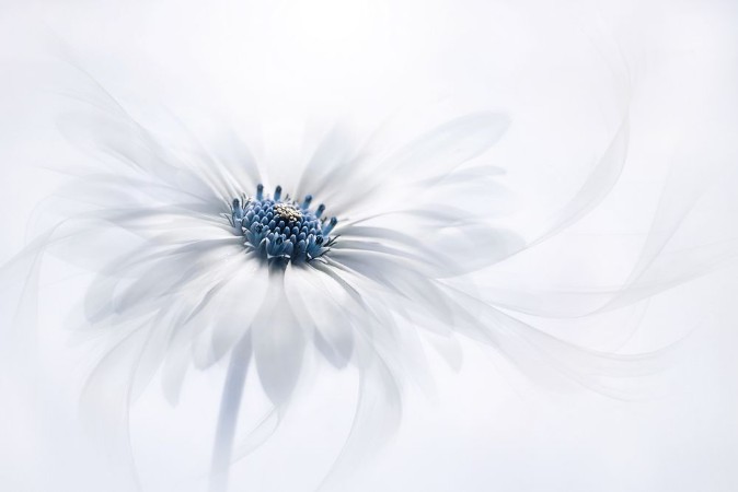 Picture of Blue Pistil
