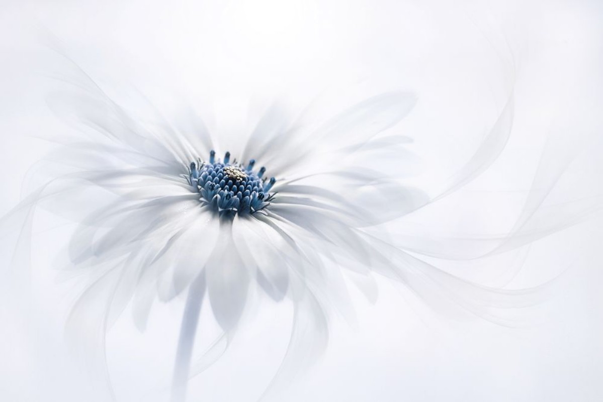 Image de Blue Pistil