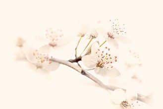 Picture of Twig