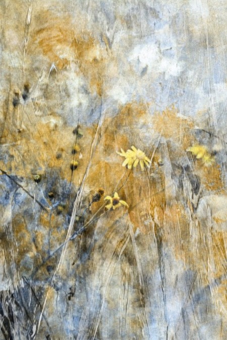 Bild på Golden Dandelion Dreams