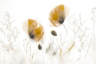 Attēls Artsy Flowers