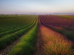 Obrazek Lavender Lines