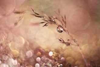 Attēls Pastel Dream