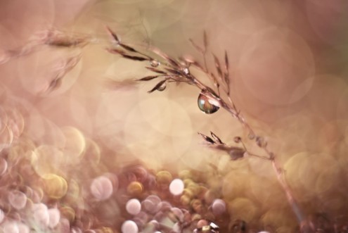 Image de Pastel Dream