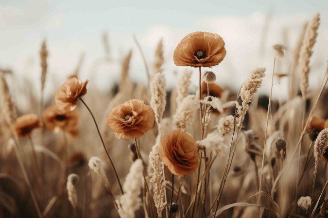 Picture of Orange Poppy Field