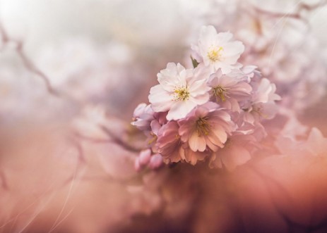 Sakura photowallpaper Scandiwall