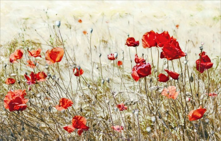 Fighting the Heat photowallpaper Scandiwall