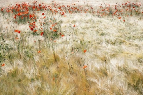 Summerfield photowallpaper Scandiwall