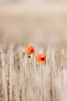 Picture of Summer Poppies