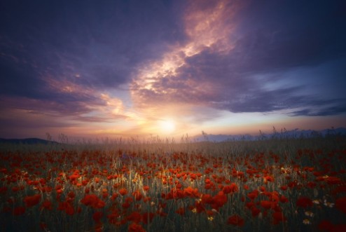 Image de Between color and light