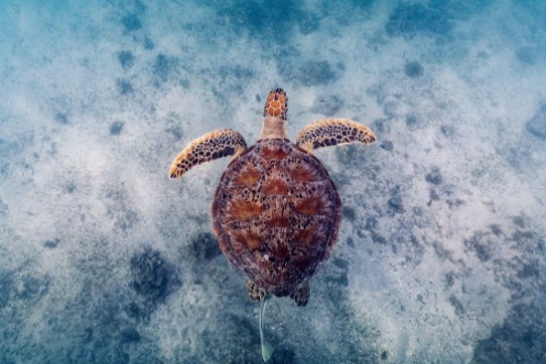 Image de Australian Way