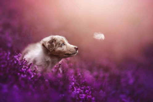 Puppy magic photowallpaper Scandiwall