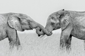 Picture of Confrontation