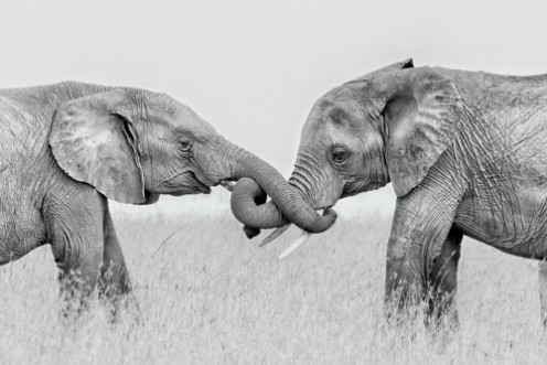 Picture of Confrontation